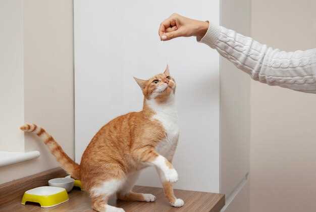Как защитить себя от заражения от кота лишаем?