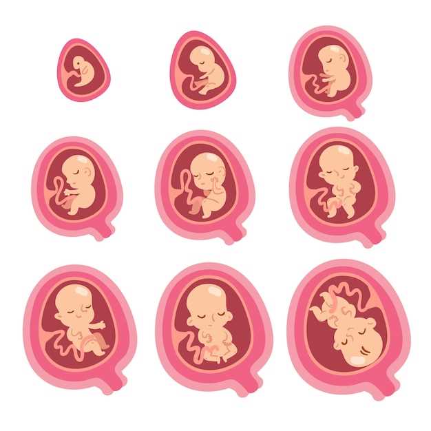 Влияние времени на развитие эмбриона