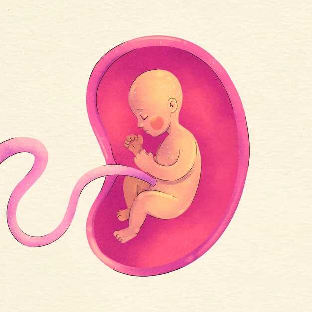 Образование зиготы и деление эмбриона в первые дни